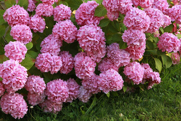 Hortensia rose