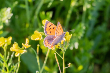 Mariposa