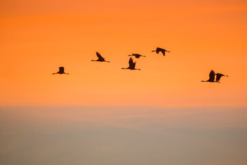 migration des grues cendrées en champagne ardennes France
