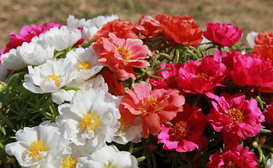 Pourpier d'ornement à grandes fleurs multicolor