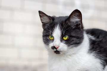 A kitten with black and white fur looks intently forward