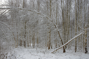 The Russian landscape - birches were bent after snowfall