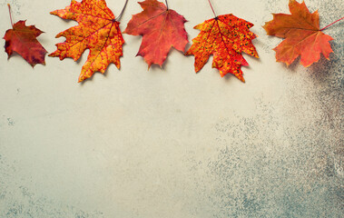 Autumn background with red maple leaves