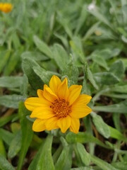 yellow flower in the garden