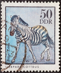 GERMANY, DDR - CIRCA 1975 : a postage stamp from Germany, GDR showing a Boehm's zebra (Equus quagga boehmi) from the Cottbus Zoo