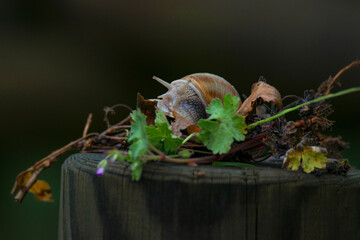 escargot sur une souche dans la forêt