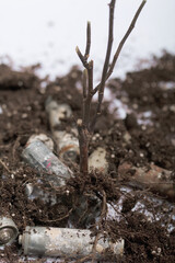 A withered plant. Stands among the corroded waste batteries. Environmental protection and waste recycling. Close-up shot.