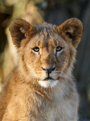 Lion (Panthera leo)