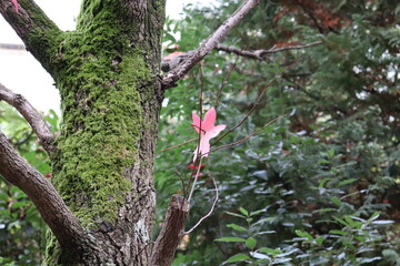 green moss on a tree