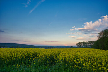 Obraz premium Long exposure landscape with rapeseed field at sunset