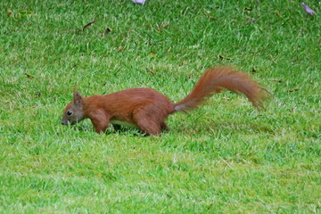 Eichhörnchen