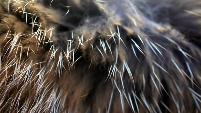 brown and white animal fell texture