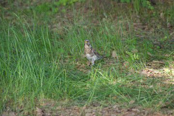 Cuckoo, bird, forest, chick, nature, animals