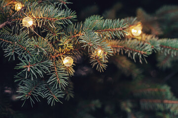 Fluffy branches of a spruce or fir-tree with christmas lights. Christmas wallpaper or postcard concept. Close-up.
