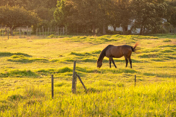 horse grazing at sunset