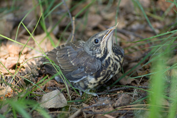 Cuckoo, bird, forest, chick, nature, animals, chick, cuckoo, mom, baby