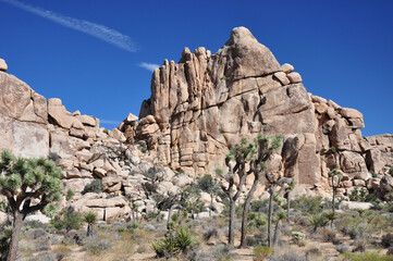 Beautiful rock formations and thousands of Joshua Trees are found in Joshua Tree National Park in southern California.