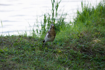 Cuckoo, bird, forest, chick, nature, animals