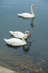 A swan family swims in a pond on a cloudy autumn day. Vertical image.