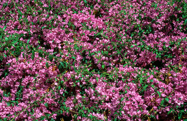 Purple bougainvillea tree, Madeira