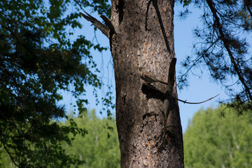 Cuckoo, bird, forest, chick, nature, animals