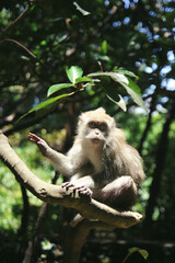 Сute monkey sitting on branches in Sunny forest