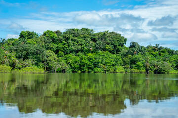 Ecuador, Cuyabeno National Park in the Amazonian Aeria. Trees grow in the water of the Lake and river.	