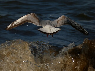 Fototapeta premium Black-headed gull (Chroicocephalus ridibundus) flying over sea wave, Gdansk, Poland