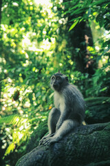 Сute monkey sitting on branches in Sunny forest