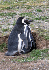 deux pingouins de Magellan