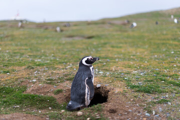 petit pingouin de Magellan