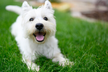 white terrier dog