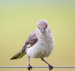 Mockingbird Sitting on a Wire