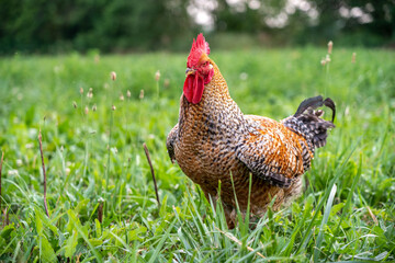 Proud Rooster in the Pasture