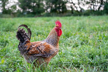 Rooster in the Pasture