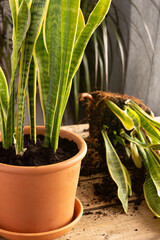 Process of transplanting a houseplant Sansevieria into a clay pot, Snake plants on a wooden table