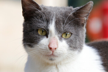 Katzen sind in vielen Haushalten. Sie sind Begleiter alterer Menschen. Thuringen, Deutschland,...