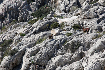 Bergziegen in den Bergen von Pollenca. Serra de Tramuntana, Balearen, Mallorca, Spanien, Eur
Mountain goats in the mountains of Pollenca. Serra de Tramuntana, Balearic Islands, Mallorca, Spain, Europe