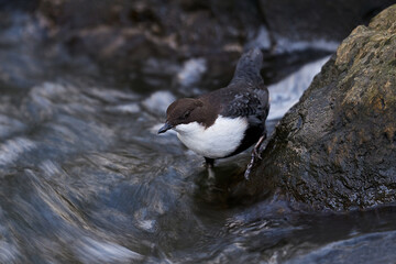 White-throated dipper (Cinclus cinclus)