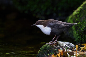 White-throated dipper (Cinclus cinclus)