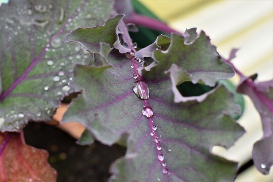 Dew Drops On Purple Cabbage Leaf As Close Up