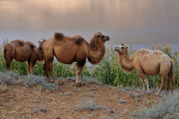 Bactrian camel trio-Sumu Barun Jaran Lake reedbeds-Badain Jaran Desert-Inner Mongolia-China-1139