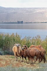 Obraz premium Bactrian camel trio-Sumu Barun Jaran Lake reedbeds-Badain Jaran Desert-Inner Mongolia-China-1144