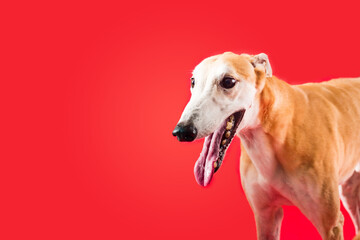 Greyhound dog isolated on colored background