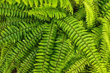 Folhagem de samambaia