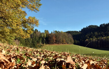Herbstlandschaft auf dem Giersberg in Kirchzarten