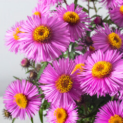 Lilac asters isolated on white and gray background