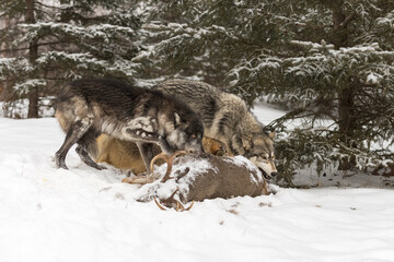 Fototapeta na wymiar Three Grey Wolves (Canis lupus) at Deer Carcass Winter