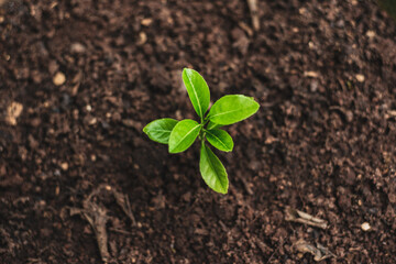 plant in soil