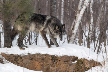Obraz premium Black Phase Grey Wolf (Canis lupus) Head Down Atop Rock with Pine Winter